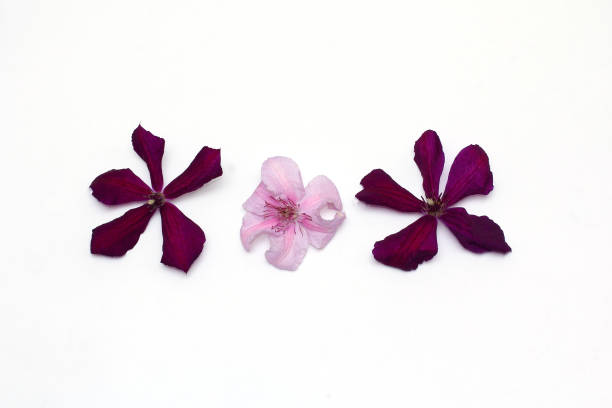 purple and pink clematis. beautiful composition. flat lay.