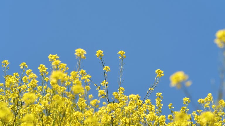 canola field