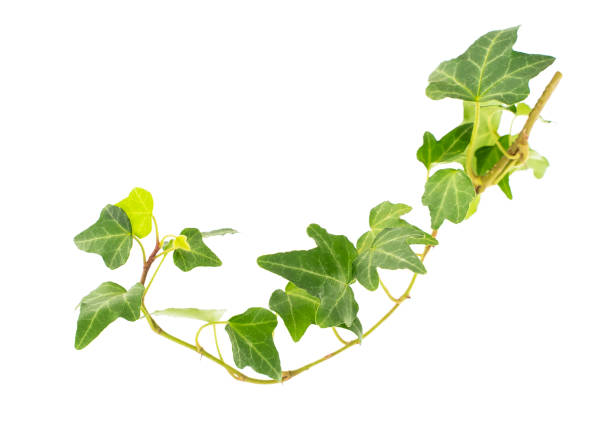 istock ivy leaves isolated on white 1185771300