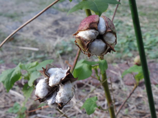 istock Autumn Mofmof Cotton-2 1185772077