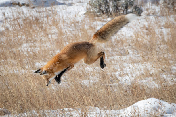 istock Red Fox in Yellowstone National Park 1185773605
