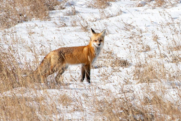 istock Red Fox in Yellowstone National Park 1185773610