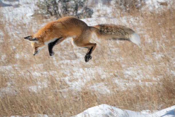 istock Red Fox in Yellowstone National Park 1185773613