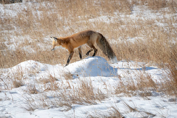 istock Red Fox in Yellowstone National Park 1185773625