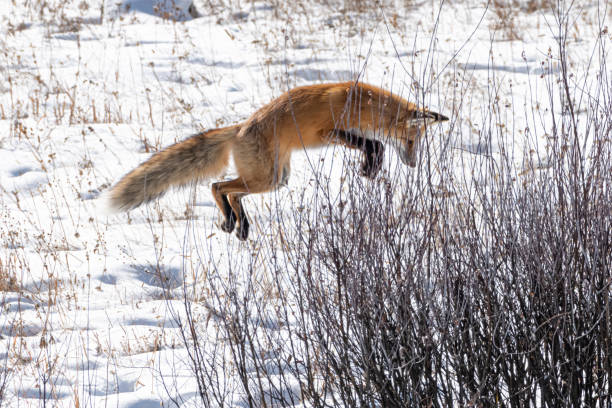 istock Red Fox in Yellowstone National Park 1185773627