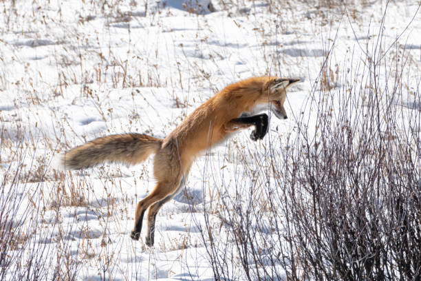 istock Red Fox in Yellowstone National Park 1185773630