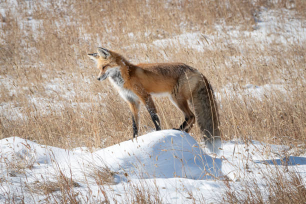 istock Red Fox in Yellowstone National Park 1185773638