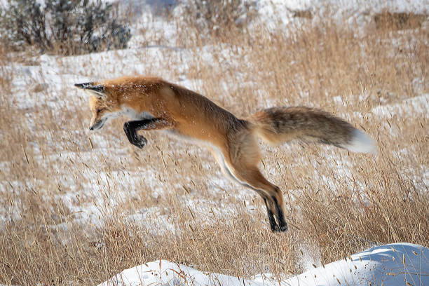 Red Fox in Yellowstone National Park Red Fox hunting in Yellowstone National Park red fox photos stock pictures, royalty-free photos & images