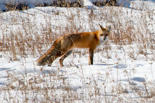 istock Red Fox in Yellowstone National Park 1185773644