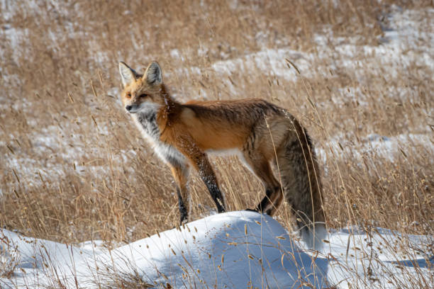 istock Red Fox in Yellowstone National Park 1185773650