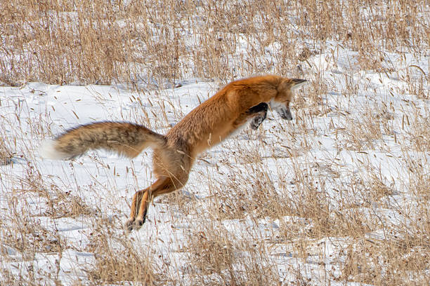 istock Red Fox in Yellowstone National Park 1185773652