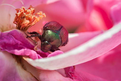 Macro photo of a beetle on a pink flower.