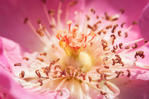 Macro photo of a pink flower.