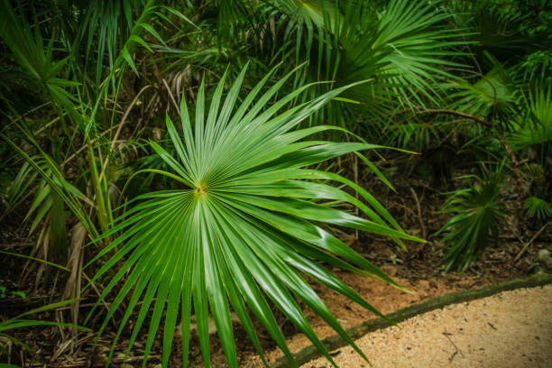 istock Tulum Mexico - Closeup of Palm Tree Leaf 1185778231
