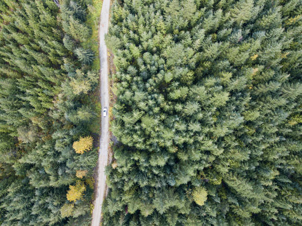 istock Aerial view of car on forest service road 1185779430