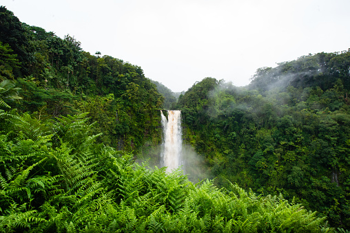 This photograph is of the Akaka Falls waterfall landscape in the lush region of Puna on Kona, the Big Island of Hawaii.