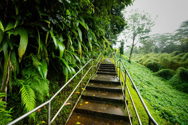 istock Empty Staircase in Akaka Falls State Park on a Wet Rainy Day in Kona Hawaii 1185779556