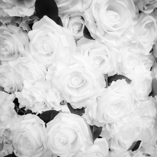 istock Rose black and white color for background 1185780557