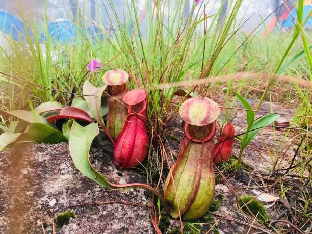 Tropical pitcher plants or monkey cups (Nepenthes rajah) in jungle