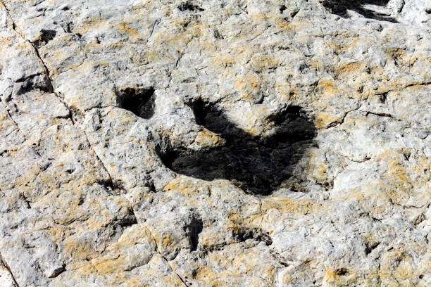 istock Dinosaur tracks on the surface of a rock. 1185783288
