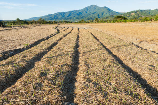 istock Prepared land for planting corn 1185783489