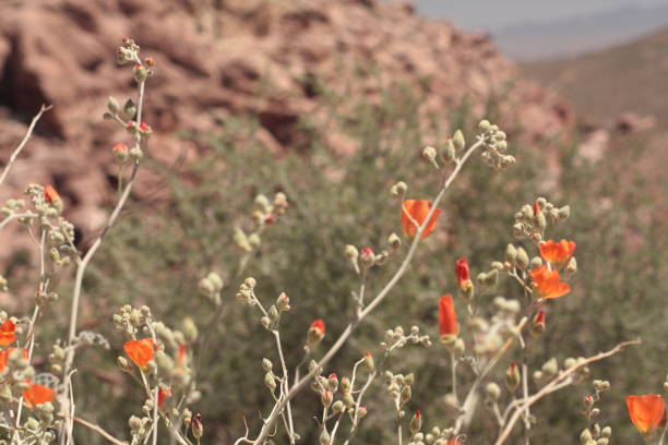 Bunch of orange desert flowers with mountains inside the background.