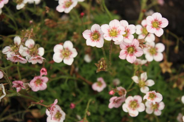 istock White and pink flowers 1185784073