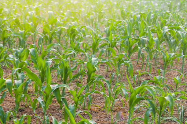 istock Corn field in the countryside 1185784235
