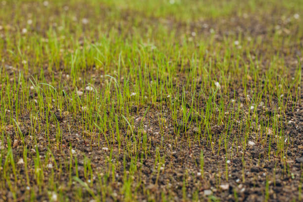 istock Fresh green spring grass with dew drops closeup with sun on natural defocused light nature bokeh background, Lawn grass sprouting, sowing crops and grains 1185788925