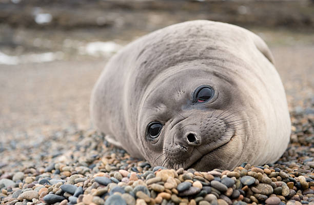 istock Cute baby elephant seal 118578935