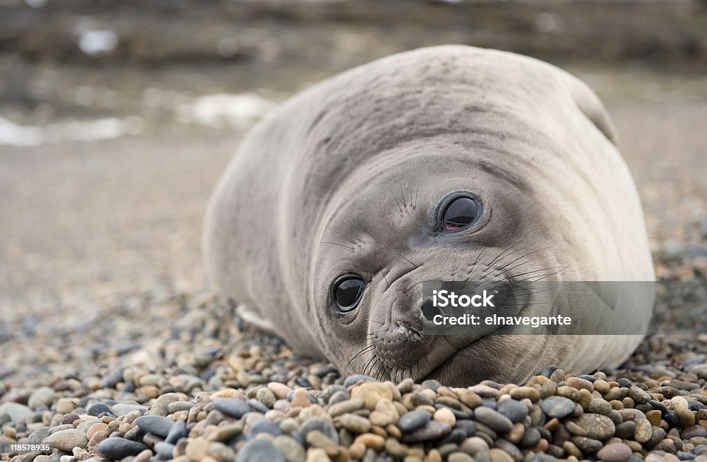 Cute baby elephant seal  Seal Pup Stock Photo