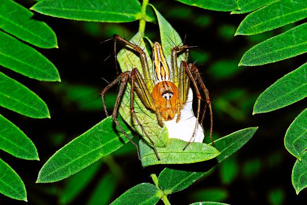 istock Spider folding leaves , building nest. 1185791712