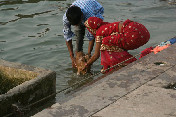 ein paar badet seine domestizierten ziegen in den gewässern des heiligen ganges-flusses auf varanasi ghat. - india ganges river goat steps stock-fotos und bilder