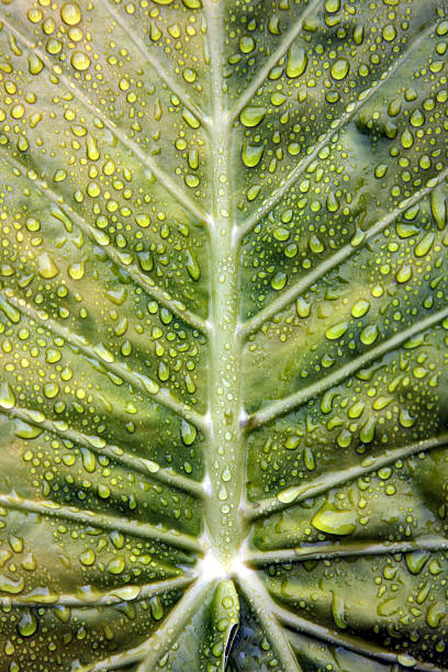 Fresh cabbage leaf stock photo
