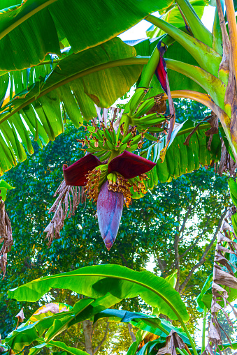 Fresh growing small bananas with banana inflorescence or flower hanging in a banana farm with leaves on background.