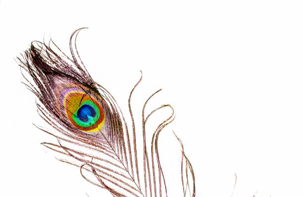 istock peacocks,peacocks tail on white background,close up view peacock feathers, text written space,copy space on white background with peacock feathers 1185797237