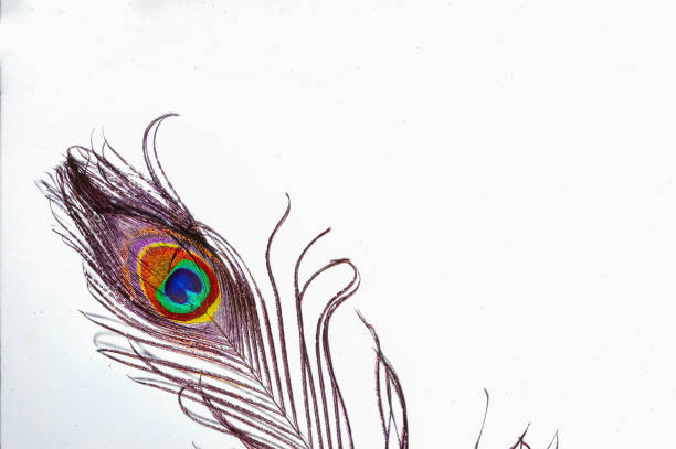 peacock feathers on isolated white,peacock tail on isolated white,peacock birds,copy space