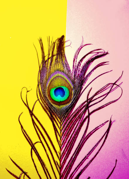 Pink And Yellow Background On Peacock Tailbeautiful Peacock Feathers On  Pink Background Peacock Feathers Wallpaper Peacock Tailbird Featherindian  Peacocks Tail Stock Photo - Download Image Now - iStock