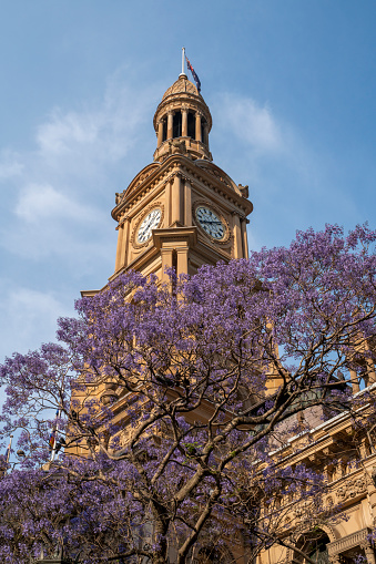 Sydney City Townhall with Purple Jacaranda in Bloom.