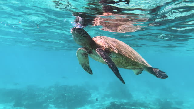 A turtle eats small jellyfish at the surface of the ocean in turquoise blue water, cleaning up the sea and controlling the population.
