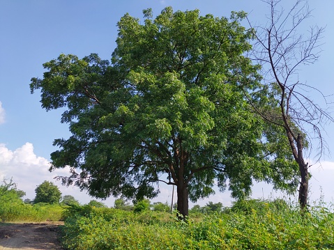 This is a beautiful neem tree , in the field with amazing background in village of Apegaon Maharashtra India