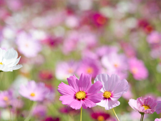 istock Cosmos field in full bloom 1185799332
