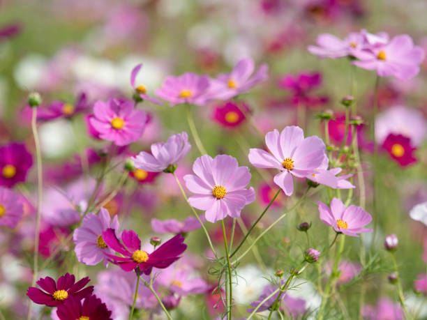 istock Cosmos field in full bloom 1185799345