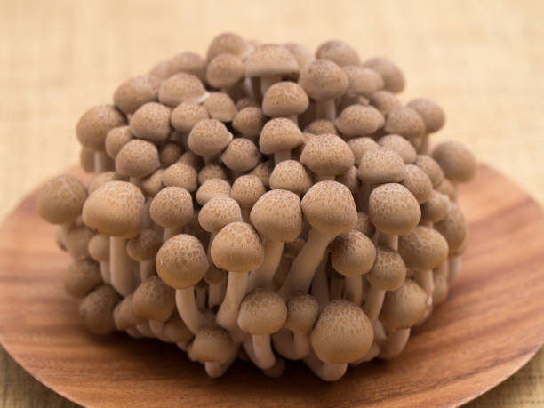istock Japanese mushroom called Buna Shimeji 1185801285