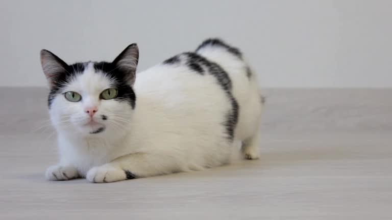 The white domestic cat looks over with his hind legs and looks into the camera, close-up