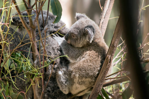 istock the joey koala is holding onto his mothers back 1185802595