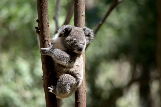 istock the joey koala is climbing a tree 1185802701
