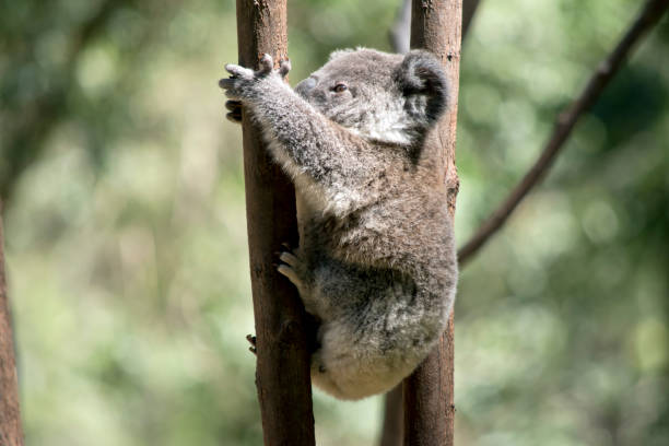 istock this is a side view of a  young koala 1185802772