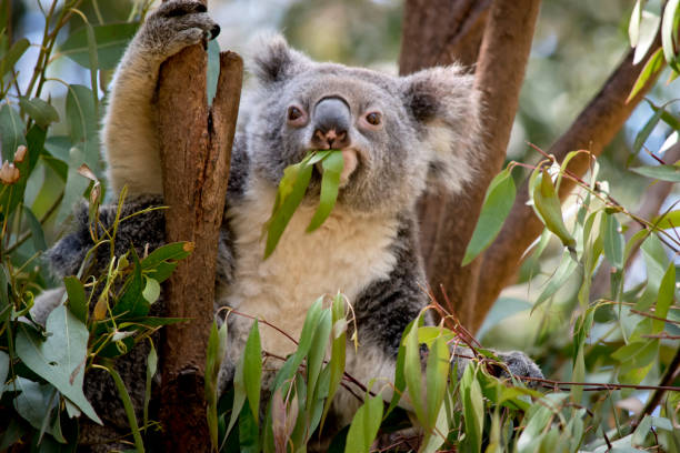istock the koala is sitting in the fork of the tree 1185802852