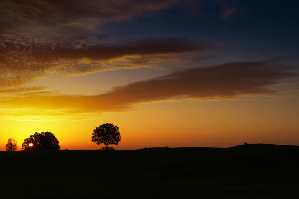 istock Mysterious landscape with the tree silhouettes 1185804058